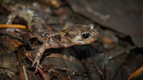 En chute libre, les salamandres adoptent des positions dignes de parachutistes