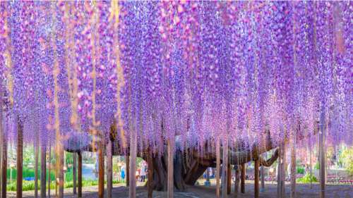 Un véritable voyage pour vos sens : pénétrez dans ce somptueux parc floral japonais