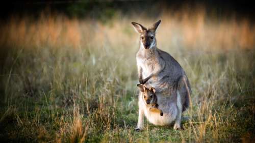 À quoi ressemble l’intérieur de la poche des kangourous ?