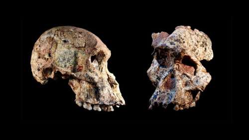 Les fossiles de nos plus anciens ancêtres ont un million d’années de plus qu’on ne le pensait