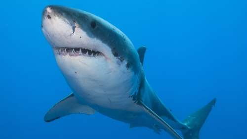 Le grand requin blanc aurait largement contribué à la disparition du redoutable mégalodon