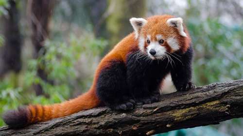Les activités humaines rapprochent les pandas roux de l’extinction