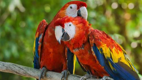Pourquoi les perroquets vivent-ils si longtemps ?