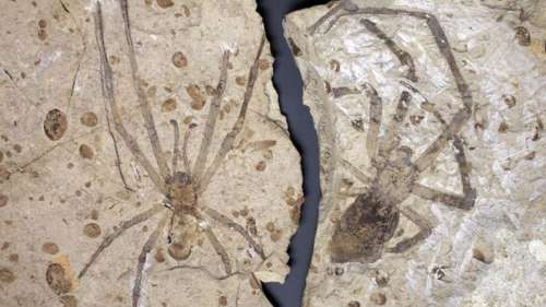 Mongolarachne jurassica, ces araignées géantes du Jurassique