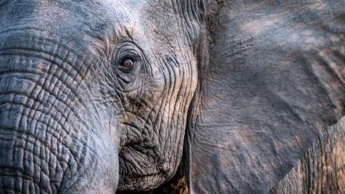 Les éléphants pourraient être la clé de la guérison du cancer, selon une étude