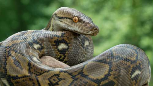 Indonésie : Une famille découvre un énorme python dans sa cuisine en pleine nuit