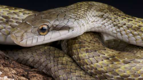 Un serpent prive 10 000 foyers d’électricité au Japon