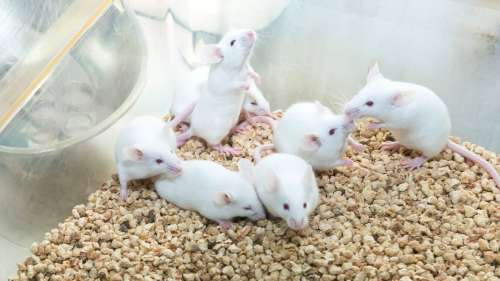 Pour la première fois, des souris ont été clonées à partir de cellules de peau lyophilisées