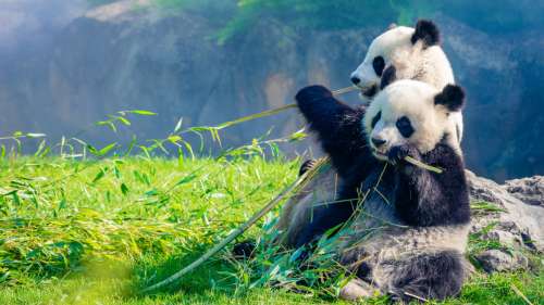 10 zoos magnifiques à travers le monde qui veillent chaque jour à rendre les animaux heureux