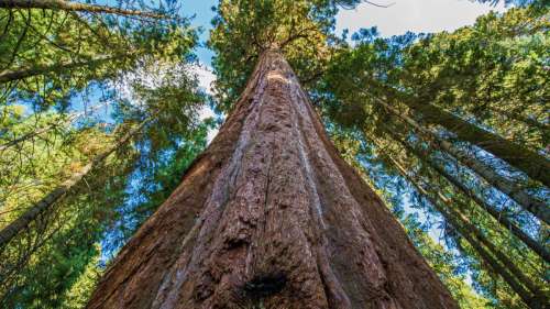 Les 10 plus grands arbres du monde