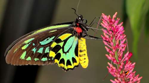Quelle est la différence entre un papillon de nuit et un papillon de jour ?