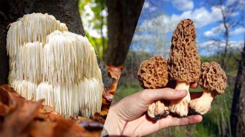 Top 10 des champignons les plus rares au monde