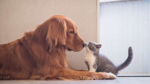10 races de chiens qui s’entendent bien avec les chats