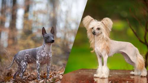 8 races de chiens qui ne possèdent pas de poils