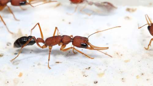 Une étude révèle le secret de la longévité extraordinaire des reines fourmis