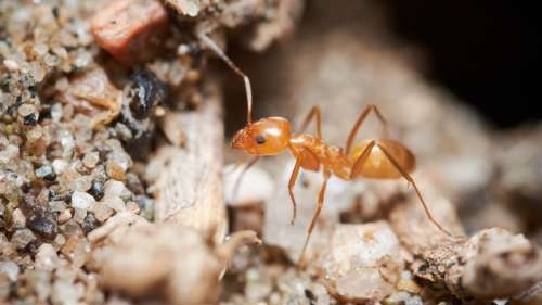 Les fourmis sont attaquées par des étrangers sur ces photos