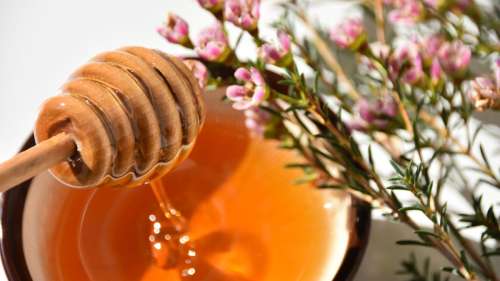 Ce miel pourrait traiter des infections pulmonaires potentiellement mortelles