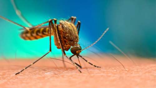 Des scientifiques créent des moustiques incapables de propager le paludisme