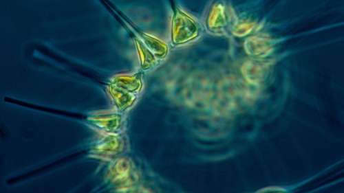 Réchauffement climatique : la suralimentation des océans avec du phytoplancton serait la solution