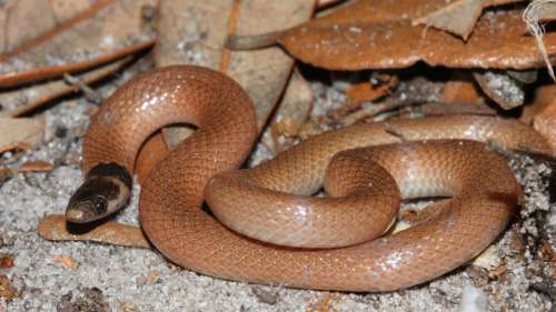 Un serpent extrêmement rare retrouvé mort étouffé par un mille-pattes