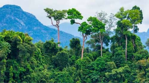 Des scientifiques atteignent pour la première fois le plus grand arbre d’Amazonie