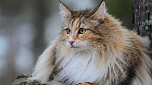 Top 10 des races de chats aux poils les plus longs