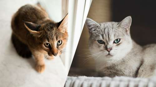 Les 10 races de chats hybrides les plus populaires