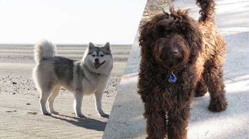 10 races de chiens hybrides qui vont vous surprendre