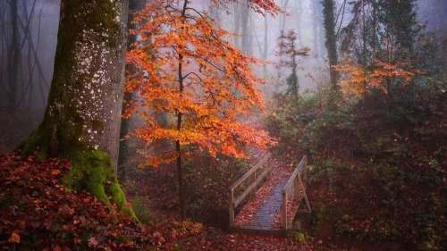 Albert Dros immortalise cette forêt en automne à travers de merveilleux clichés