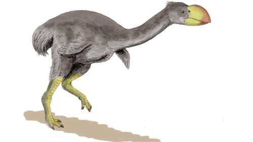 Découverte du fossile du plus grand oiseau du monde en Australie
