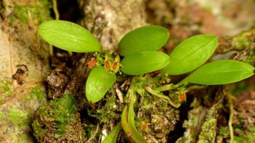 Découverte d’une nouvelle espèce d’orchidée minuscule au Pérou