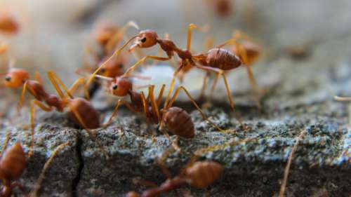 Les habitants d’Hawaï sont envahis par une pluie de… fourmis les mordant dans leur sommeil