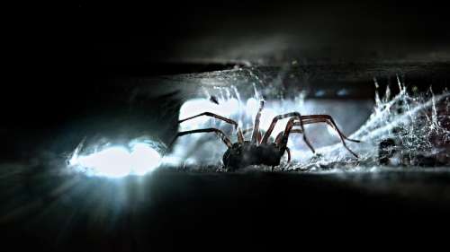 Comment éloigner les araignées de votre maison sans leur faire de mal ?