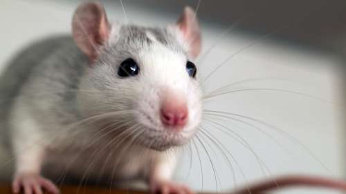 Les rats ont le sens du rythme et se trémoussent au son de Mozart