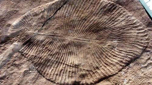 La plus ancienne extinction massive de la Terre découverte dans les archives fossiles