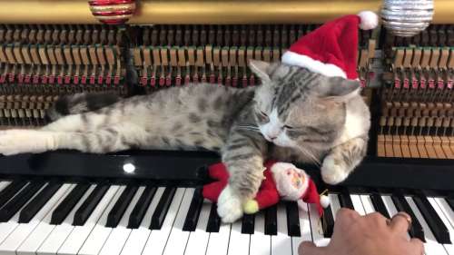 La vidéo de ce pianiste accompagné de son chat fait fondre la toile