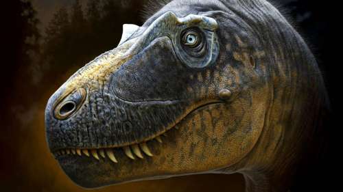 La découverte d’une nouvelle espèce de tyrannosaure éclaire l’évolution du T. rex