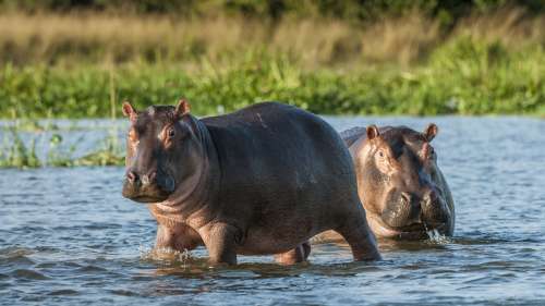 Lumière sur les hippopotames, des animaux étonnants