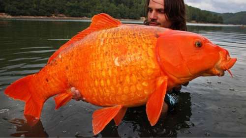 Un pêcheur attrape un poisson rouge de 30 kg