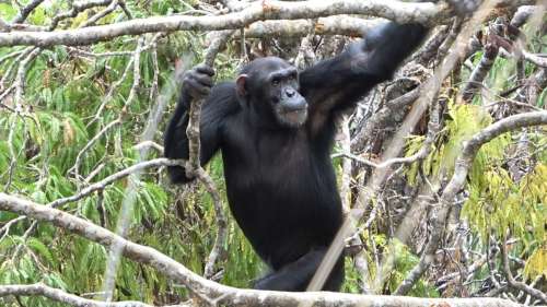 Une étude sur les chimpanzés réfute la théorie dominante sur les origines de la bipédie