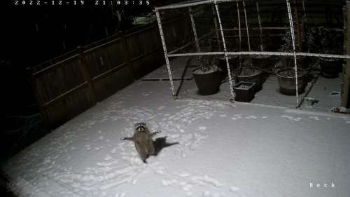 Un raton laveur essaye d’attraper des flocons de neige