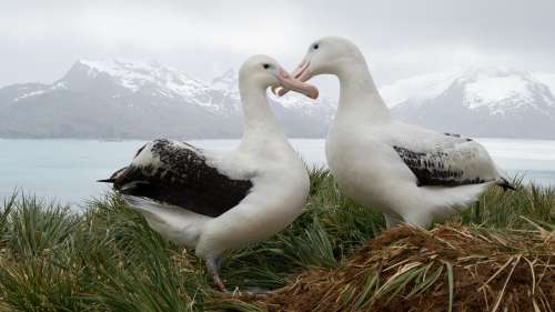 Les albatros font passer les besoins de leurs partenaires avant les leurs