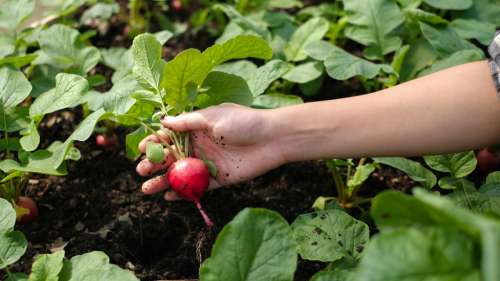 10 légumes faciles à cultiver pour les débutants