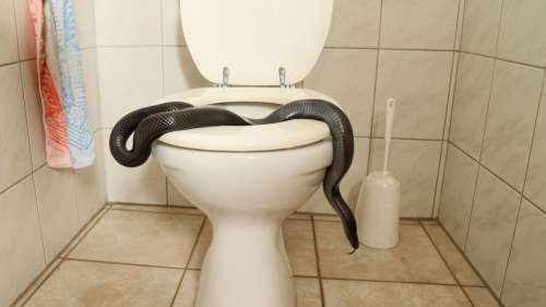 Un homme rencontre un serpent d’un mètre dans ses toilettes