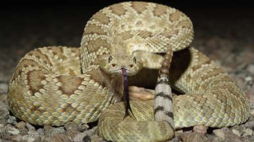 Cette maison de l’Arizona est envahie par des serpents mortels