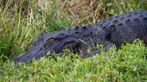 En plein coma alimentaire, cet alligator fait une bonne sieste au soleil