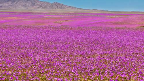 Ce désert en Arabie saoudite s’est transformé en champ de fleurs