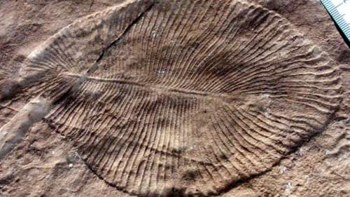 Le plus ancien fossile animal n’est en réalité pas ce qu’il prétend être