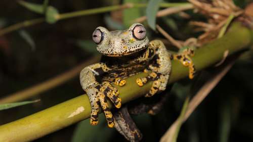 Une nouvelle espèce de grenouille tropicale nommée d’après J. R. R. Tolkien