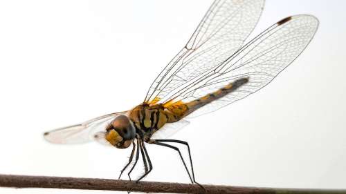À quelle hauteur les insectes peuvent-ils voler ?